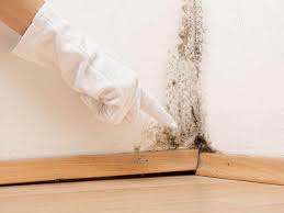 Best Water Damage & Mold Remediation  in Rineyville, KY